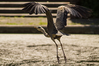 Grey Heron Landing on Sparkling Water Surface