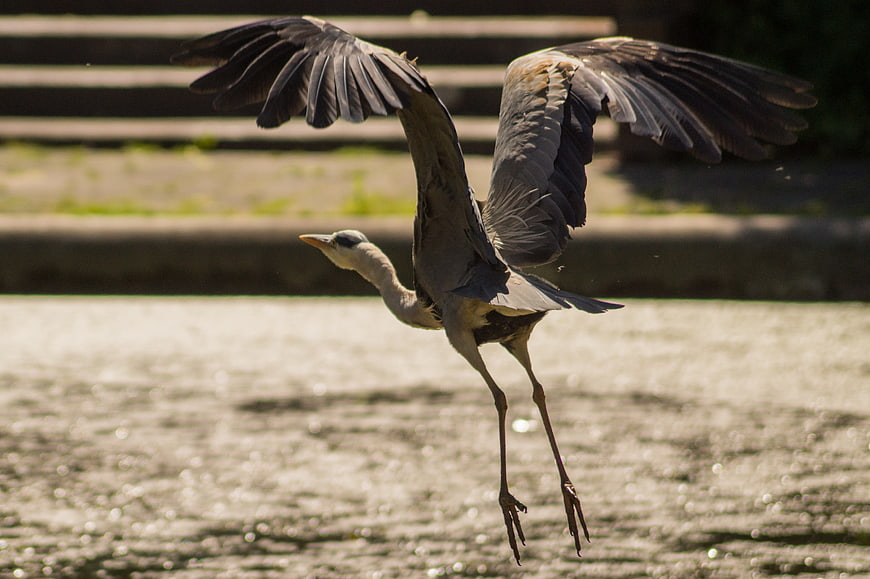 Grey Heron Landing on Sparkling Water Surface