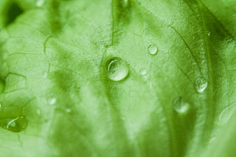 Macro shot of water droplets on a vibrant green leaf texture
