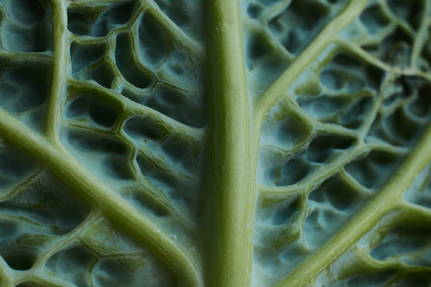 Macro Texture of Savoy Cabbage Leaf Veins