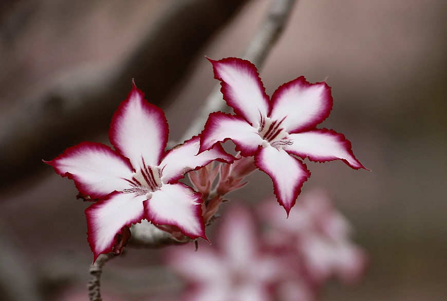 Close-up of White and Red Desert Rose Flowers