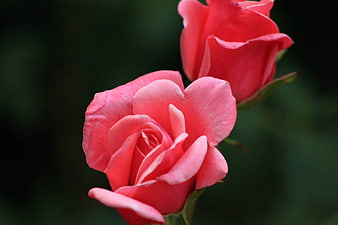 Close-up of vibrant pink roses against dark green background