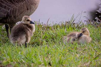 Cute goslings resting in grass near adult goose
