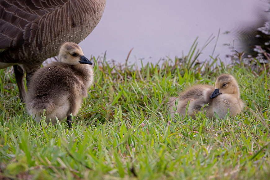Cute goslings resting in grass near adult goose