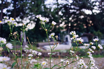White Wildflowers with Bokeh Background in Garden