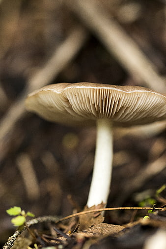 Close-up of a brown mushroom with visible gills in a forest