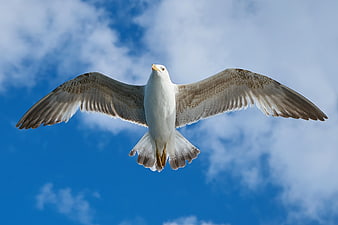 Seagull Flying with Spread Wings Against Blue Sky