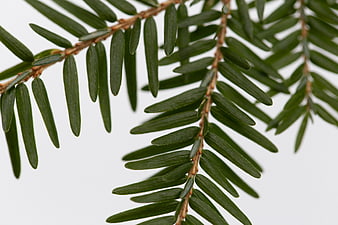 Close-up of green hemlock branch on white background
