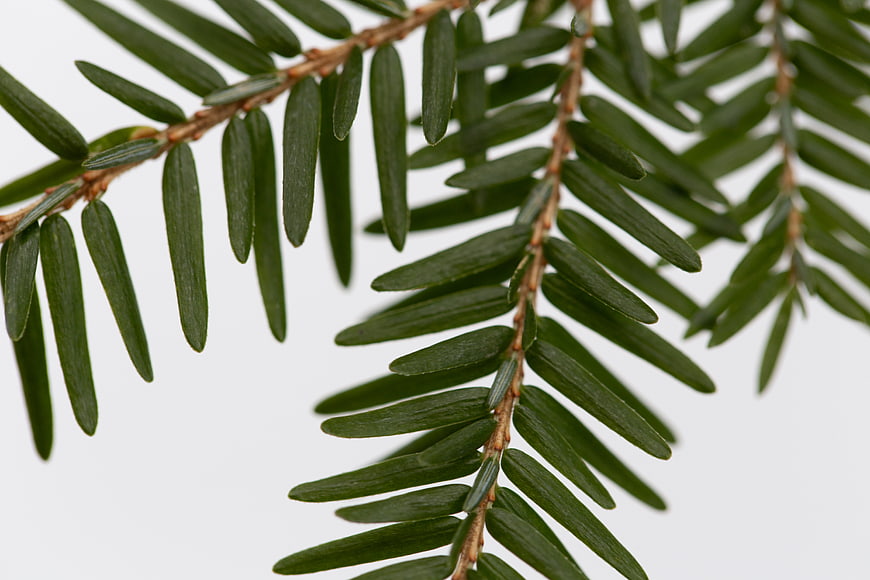 Close-up of green hemlock branch on white background