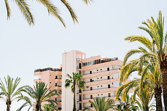 Pink apartment building with palm trees against clear sky