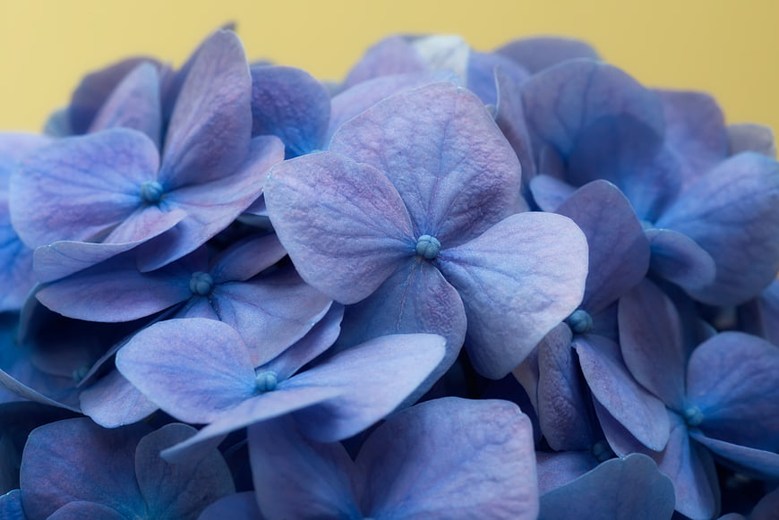 Close-up of blue hydrangea flowers on yellow background