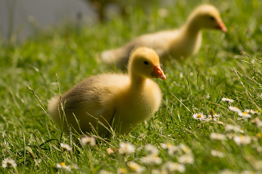 Cute yellow goslings in green grass with daisies