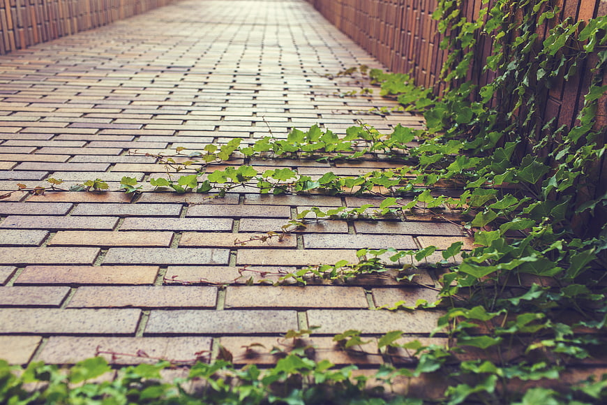 Green ivy vines growing on brick pathway