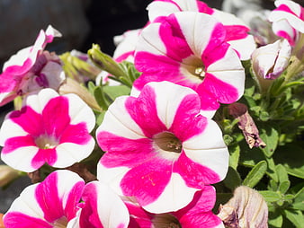 Close-up of vibrant pink and white striped petunia flowers