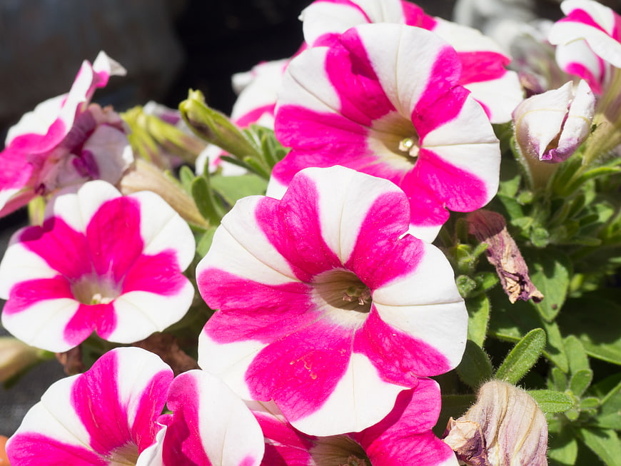 Close-up of vibrant pink and white striped petunia flowers