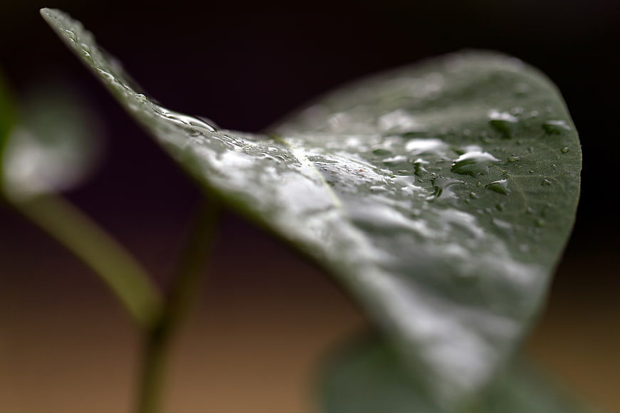 Close-up of green leaf with water droplets and bokeh background
