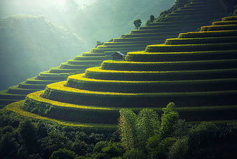 Sunlit Rice Terraces with Small Hut in Mountain Valley