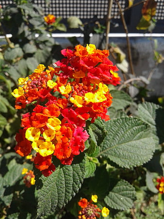 Vibrant Lantana Camara Flowers in Sunlight