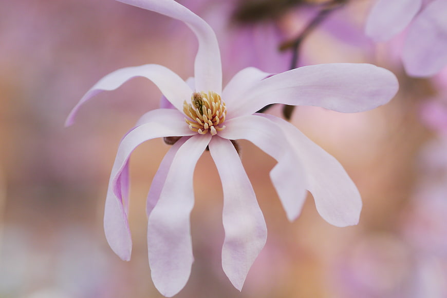 Close-up of delicate pink magnolia flower with blurred background