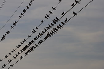 Silhouettes of birds perched on power lines against cloudy sky
