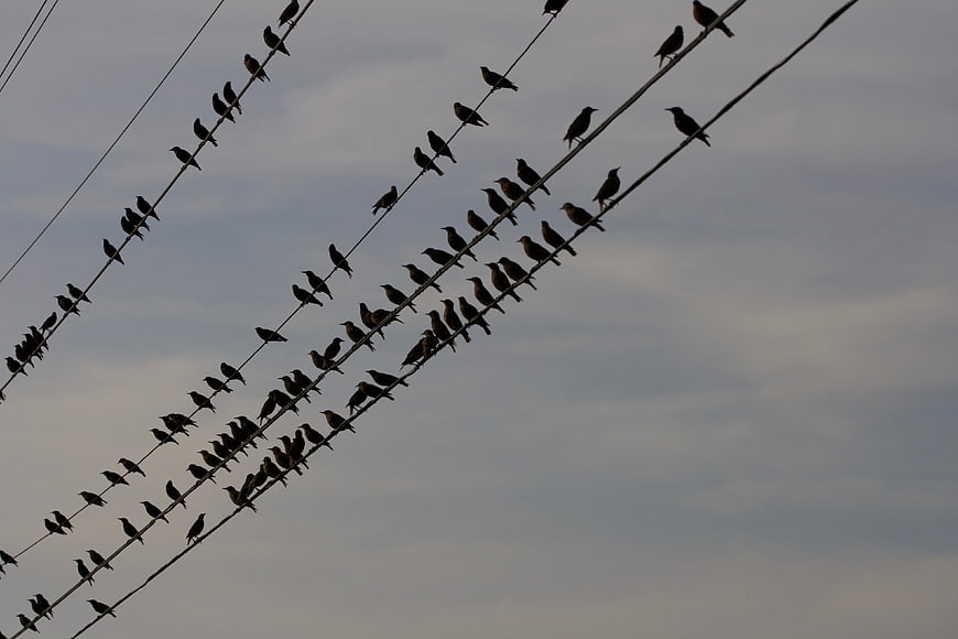 Silhouettes of birds perched on power lines against cloudy sky