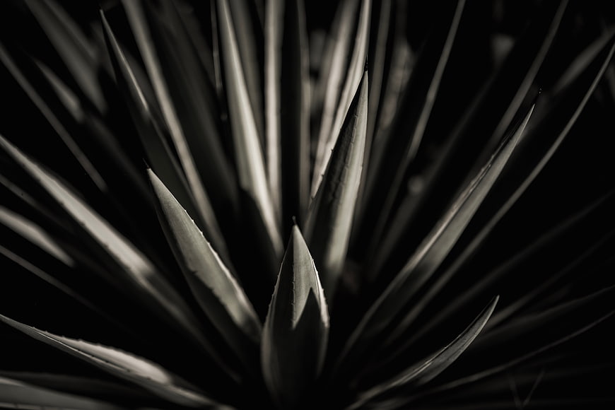 Dramatic black and white close-up of agave plant leaves