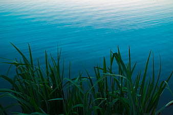Green Reeds Against Calm Blue Lake Water