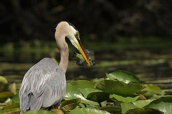 Great Blue Heron Eating Fish in Lily Pads