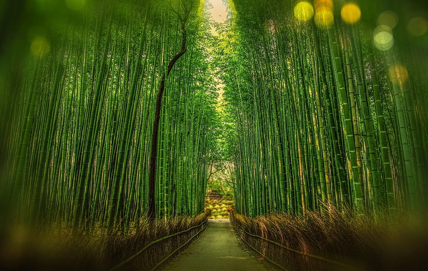 Serene Bamboo Forest Path with Bokeh Light Effects