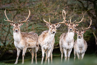 Group of Fallow Deer Bucks Standing in Forest