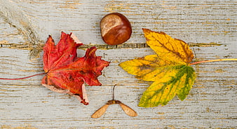 Autumn leaves and chestnut on rustic wood background