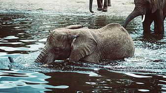 Baby Elephant Swimming in Water with Adult Elephants
