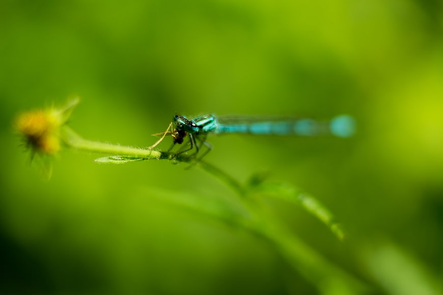 Blue Damselfly Eating Insect on Green Plant Stem