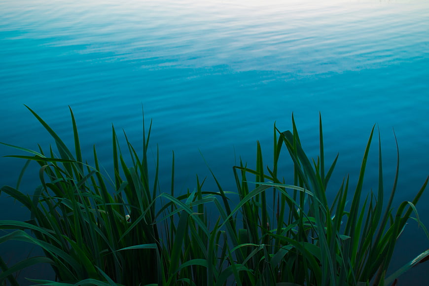 Green reeds against calm blue water background