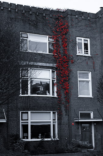Black and white house facade with vibrant red ivy