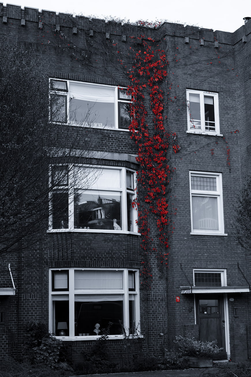 Black and white house facade with vibrant red ivy