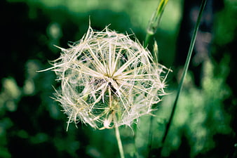 Close-up of a Dandelion Seed Head in Green Nature
