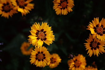 Close-up of yellow and maroon coreopsis flowers