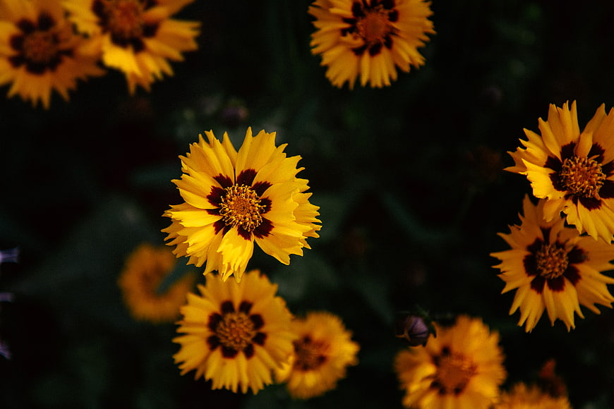 Close-up of yellow and maroon coreopsis flowers
