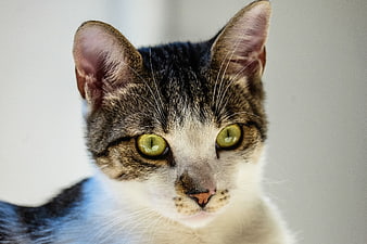 Close-up portrait of a tabby and white cat with green eyes
