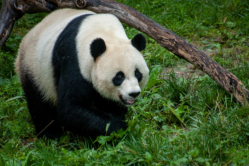 Cute Giant Panda Bear Walking in Grassy Enclosure