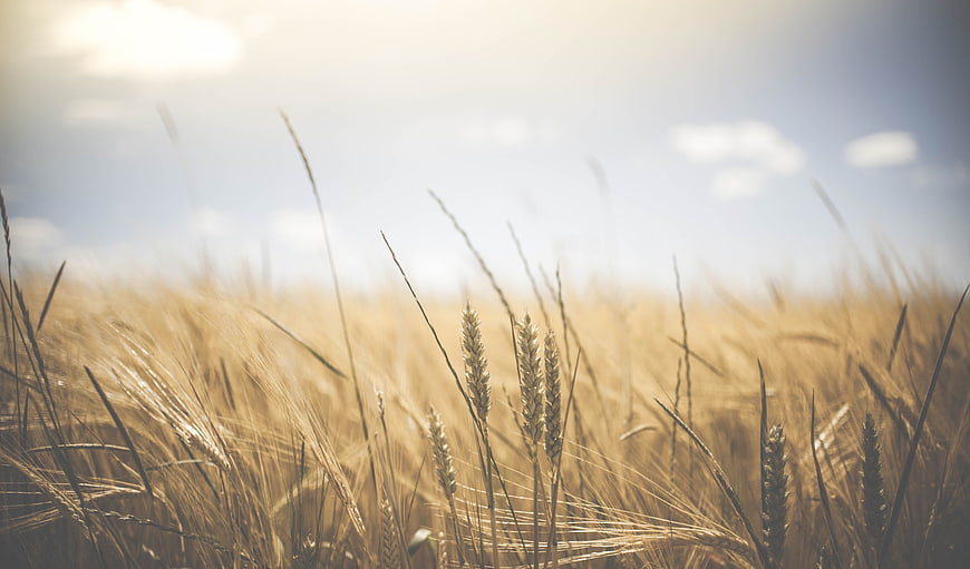 Golden Wheat Field Close-Up with Blue Sky and Sunlight