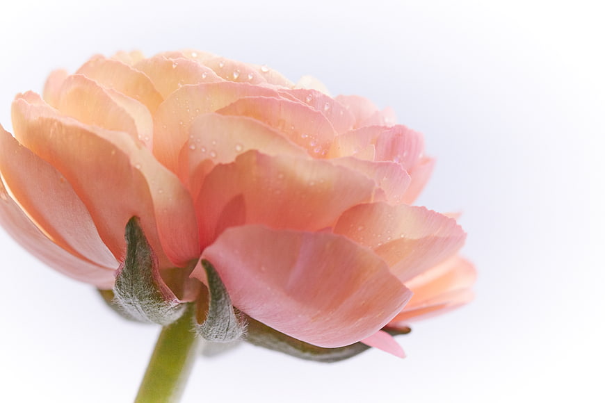 Close-up of a delicate pink ranunculus flower with water droplets