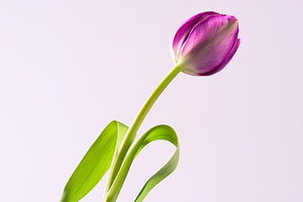 Purple Tulip Flower on Light Background