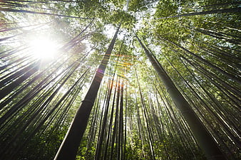 Low Angle View of Tall Bamboo Forest with Sunlight