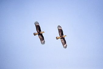 Two Caracaras Soaring in Blue Sky