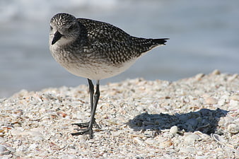 Close-up of a Sanderling Bird Standing on a Shell Beach