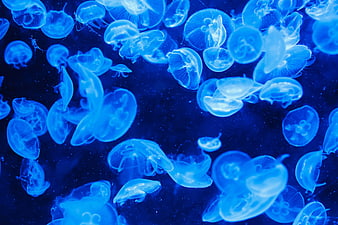 Glowing Blue Moon Jellyfish Swimming in Dark Water