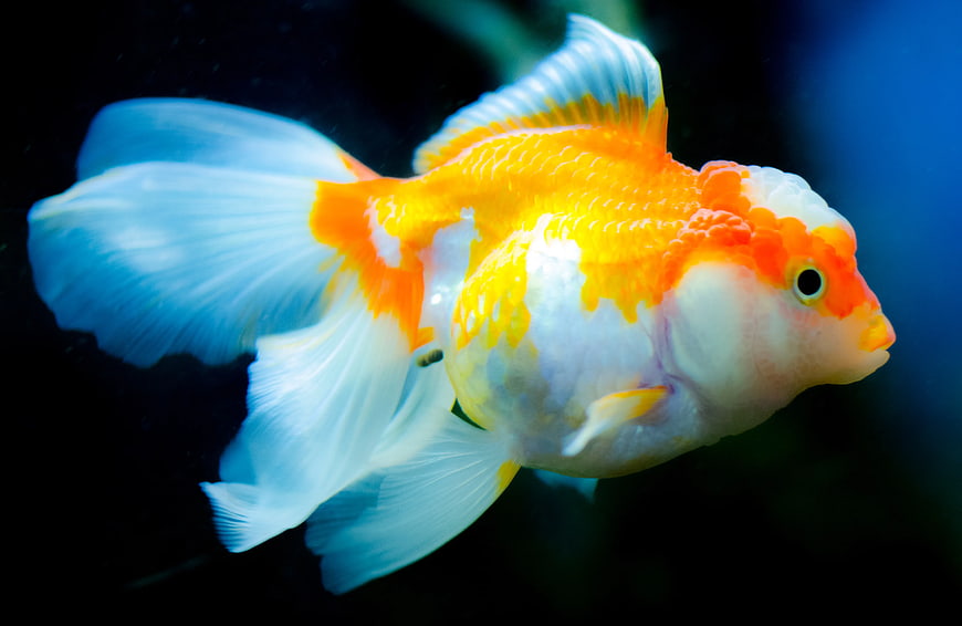 Orange and White Oranda Goldfish Swimming Underwater