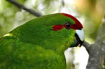 Close-up of a vibrant green parrot with red head feathers